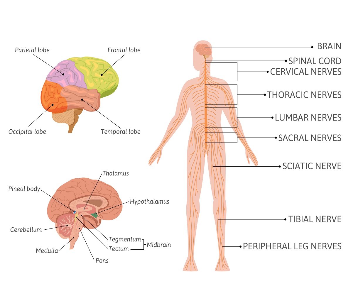 Human Nervous System